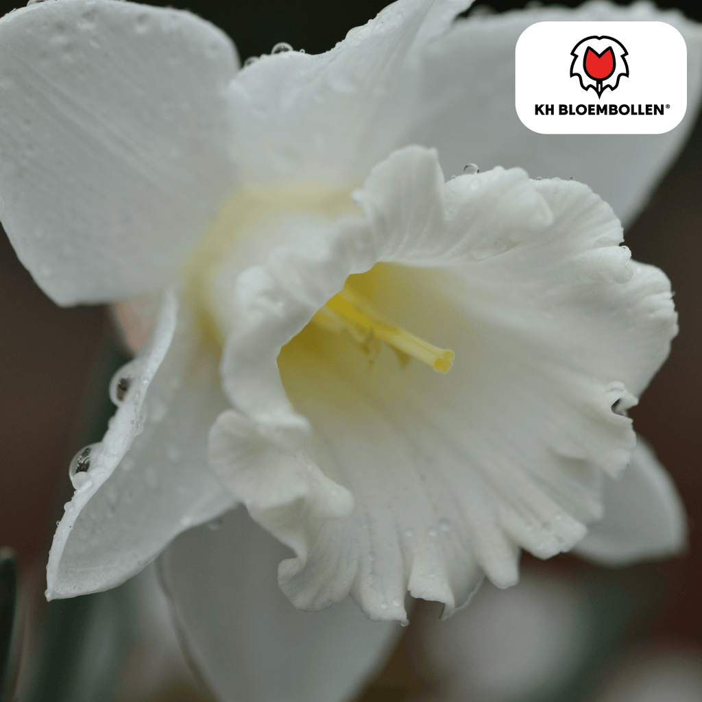 Narcisse 'Snow Baby' – 20 bulbes