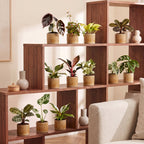 12× Coffret surprise de plantes d’intérieur incl. Linnea Honey – Ø6 cm, 5–15 cm de haut