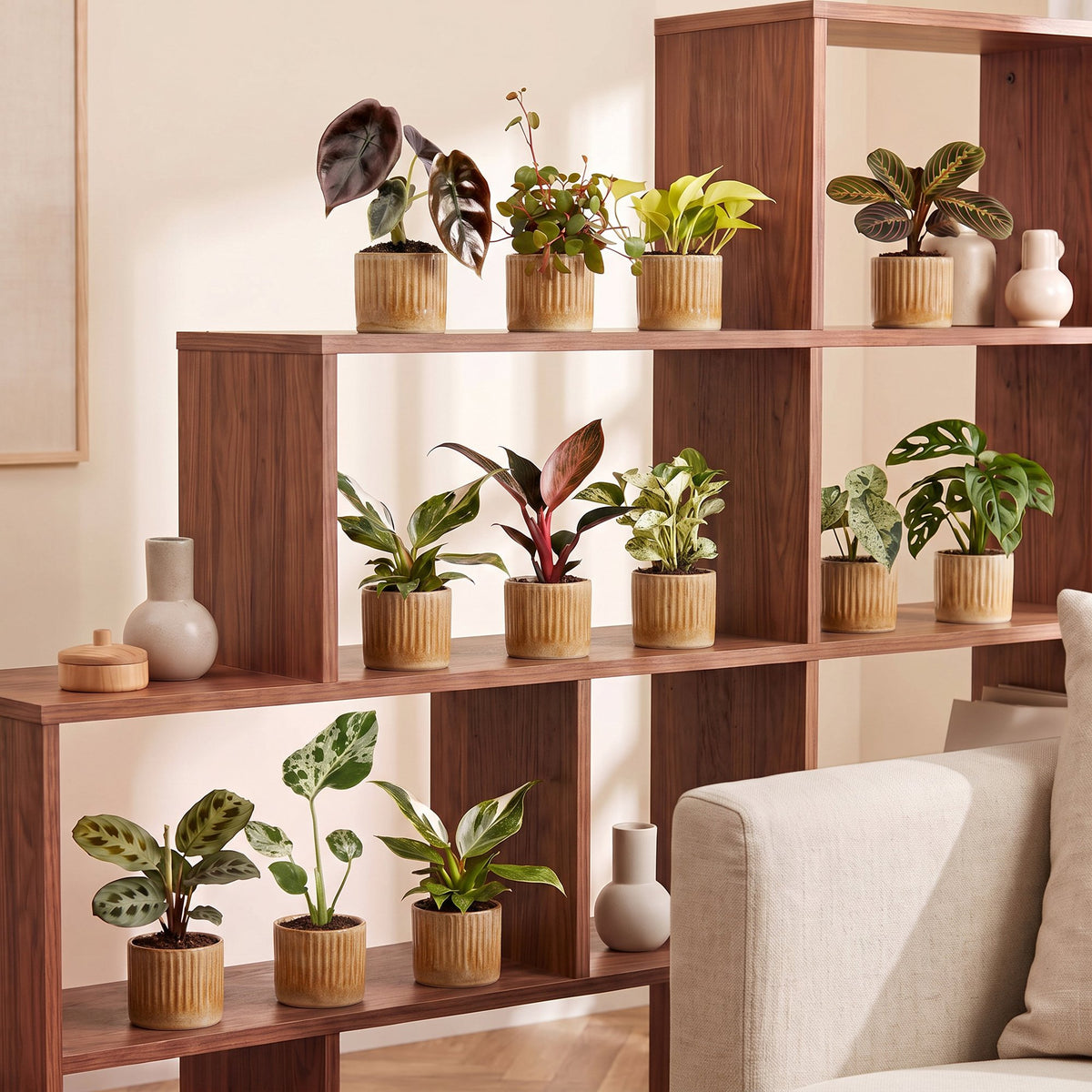 12× Coffret surprise de plantes d’intérieur incl. Linnea Honey – Ø6 cm, 5–15 cm de haut