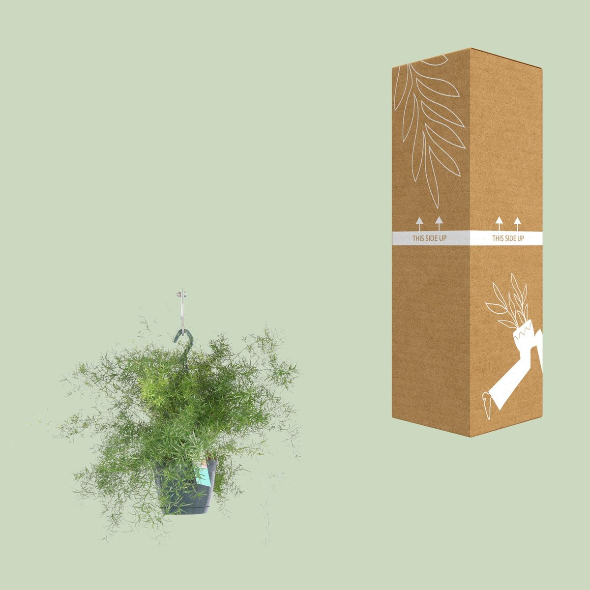 Asparagus Sprengeri Hang (asparagusvaren) – Ø17 cm, 35 cm hoog