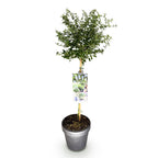 Ceanothus thyrsiflorus repens (Amerikaanse sering) op stam – Ø19 cm, 90 cm hoog