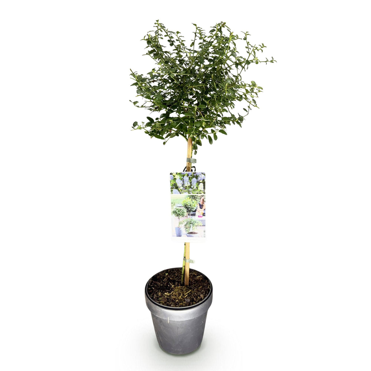 Ceanothus thyrsiflorus repens (Amerikaanse sering) op stam – Ø19 cm, 90 cm hoog