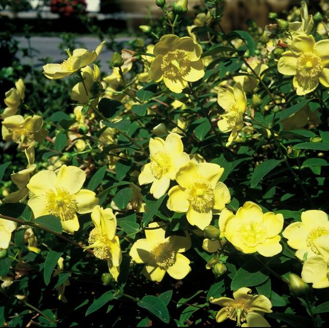 Hypericum 'Hidcote' (Johanniskraut) – 24 Pflanzen, Ø9 cm, 10–25 cm hoch – Bild 6