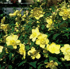 Hypericum 'Hidcote' (Johanniskraut) – 24 Pflanzen, Ø9 cm, 10–25 cm hoch
