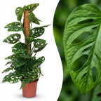 Abe-maske (Monstera) – Ø19 cm, 90 cm høj