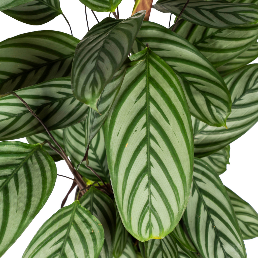Calathea Oppenheimiana – Ø24 cm, 80–100 cm høj
