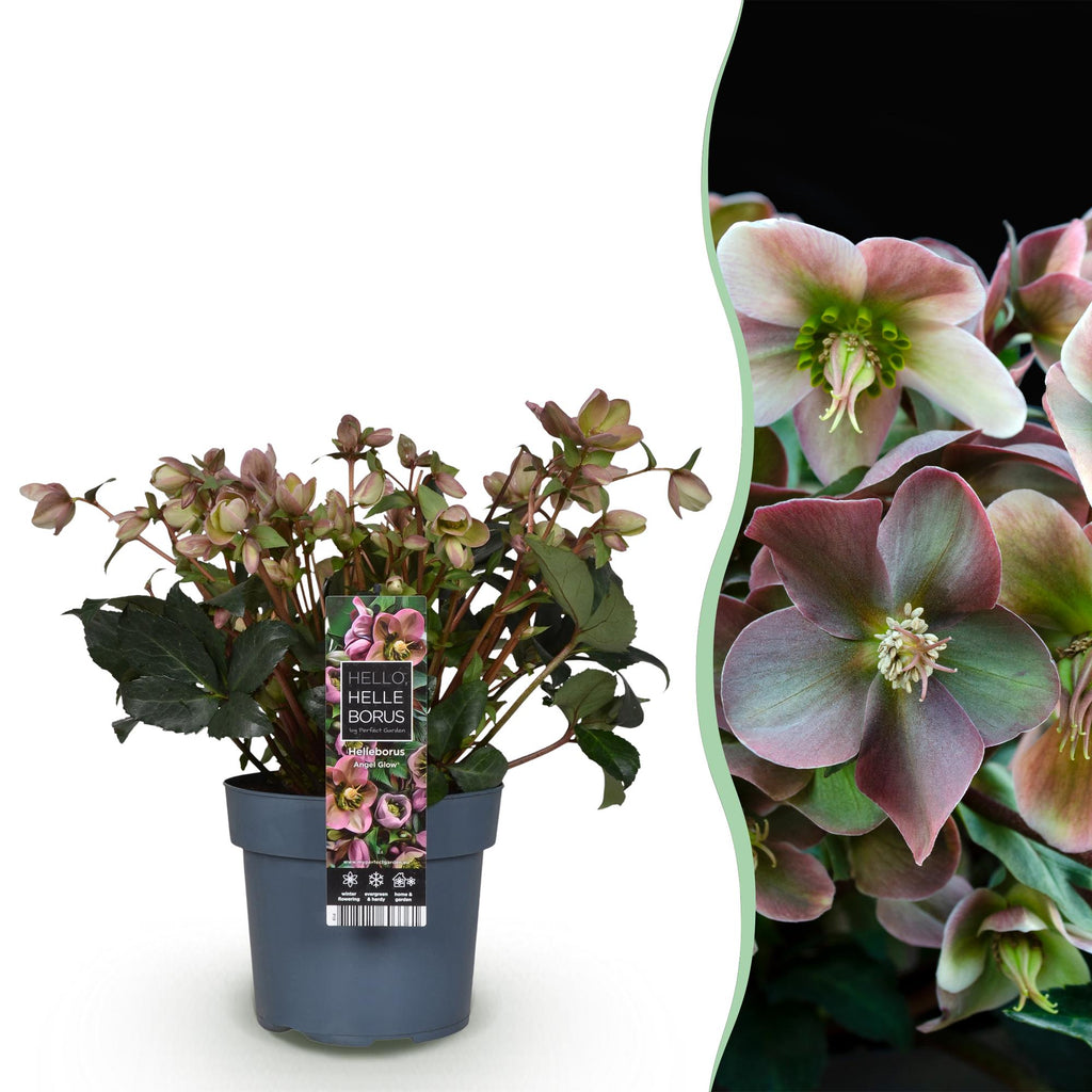 Helleborus 'Angels Glow' (rosa Blüte) – Ø19 cm, 50 cm hoch