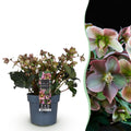 Helleborus 'Angels Glow' (rosa Blüte) – Ø19 cm, 50 cm hoch