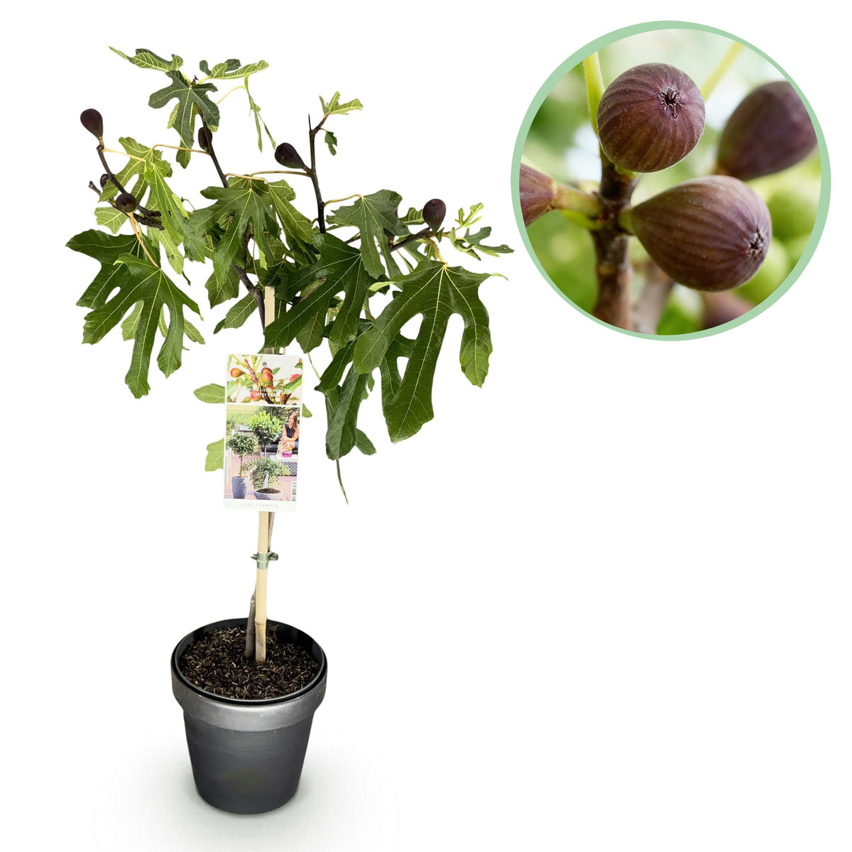Ficus carica 'Little Miss Figgy' (figen) på stamme – Ø19 cm, 90 cm høj
