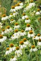 Echinacea p. 'White Swan' (coneflower) – 12 plants, Ø9 cm, 10–25 cm high