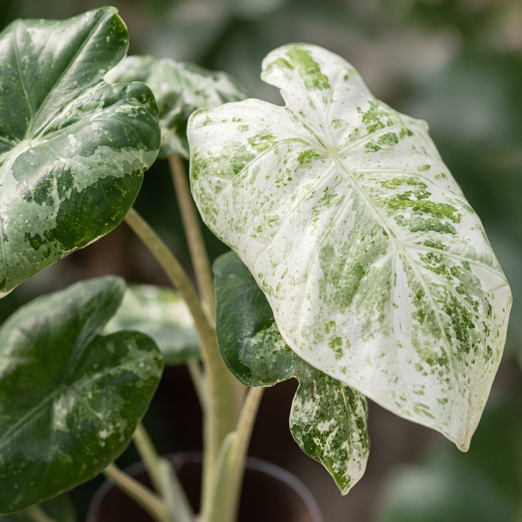 Alocasia Odora Variegata (elefantøre) – Ø6 cm, 15 cm høj
