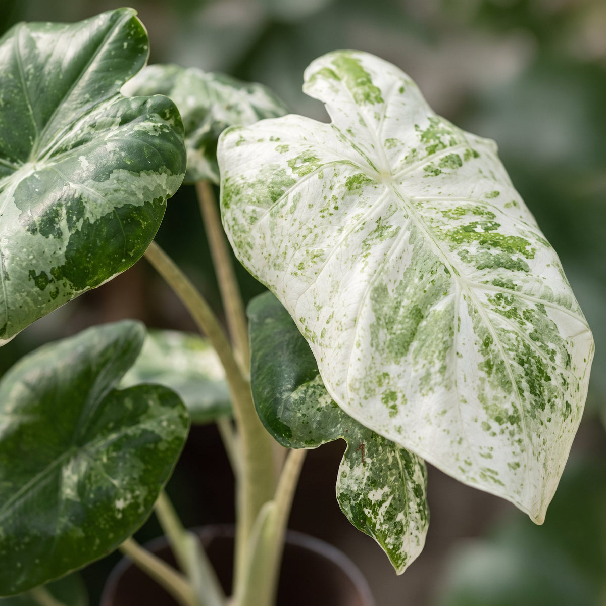 Alocasia Odora Variegata (oreille d'éléphant) – Ø6 cm, 15 cm de haut