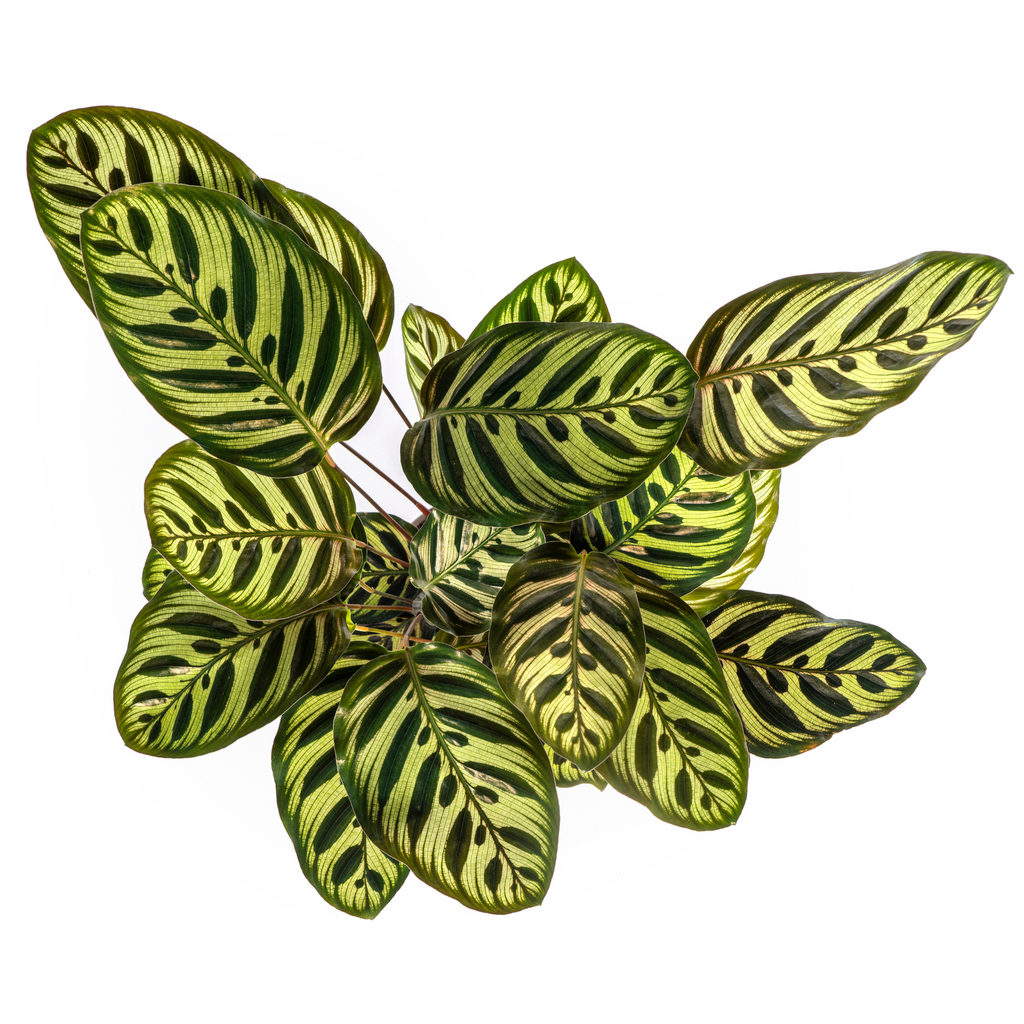 Calathea makoyana – Ø17 cm, 40–50 cm hoog