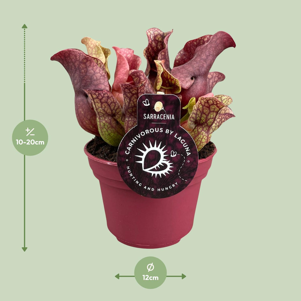 Sarracenia (plante-trompette) – Ø 12 cm, 20 cm de haut