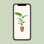 Strelitzia nicolai (oiseau de paradis blanc) – Ø21 cm, 90 cm de haut