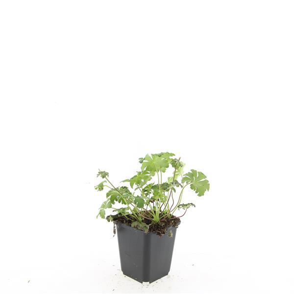 Geranium sanguineum 'Album' (cranesbill) – 48 plants, Ø9 cm, 10–25 cm high