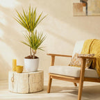 Dracaena Sunray (Drachenbaum) im weißen Potter-Übertopf – Ø 21 cm, 90–100 cm hoch