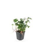 Pachysandra term. 'Green Sheen' (shade plant) – 48 plants, Ø9 cm, 10–25 cm high