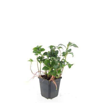 Pachysandra term. 'Green Sheen' (shade plant) – 48 plants, Ø9 cm, 10–25 cm high