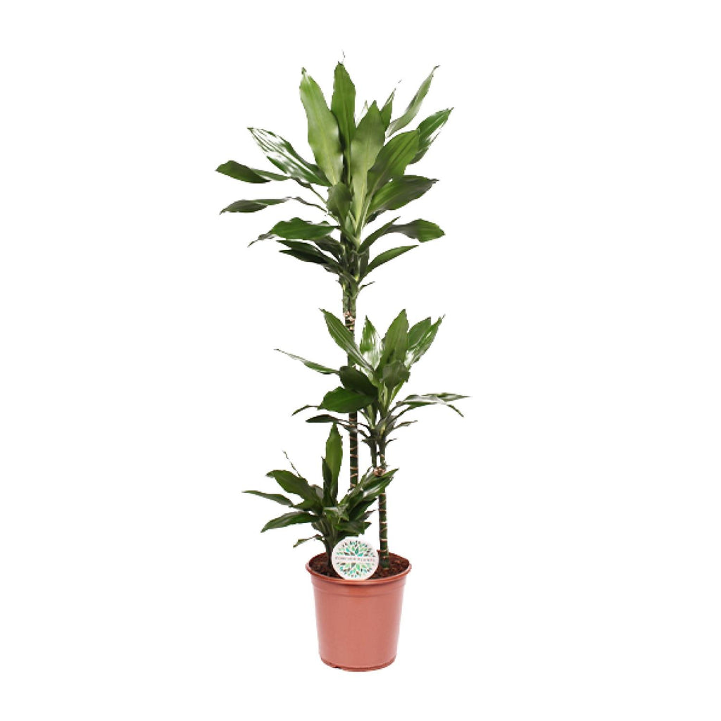 Dracaena Janet Lind (Drachenbaum) – Ø 24 cm, 130 cm hoch
