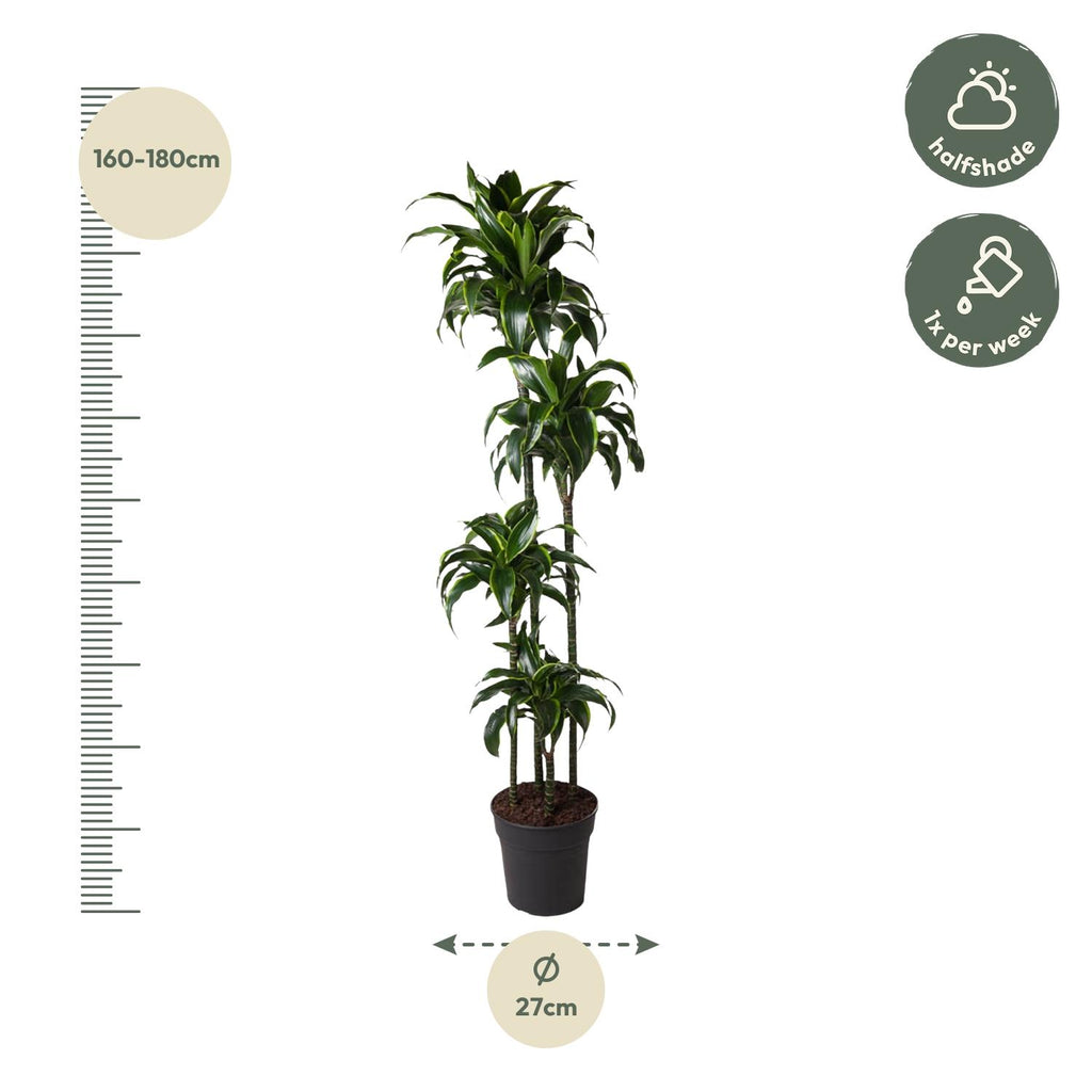 Dracaena Dorado (Drachenbaum) – Ø 27 cm, 170 cm hoch