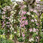 Clematis montana 'Tricolour' (mountain clematis) – white-light pink – 9 plants, Ø9 cm, 35 cm high