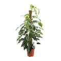 Epipremnum Pinnatum Albo Variegata (scindapsus) – Ø24 cm, 125 cm de haut