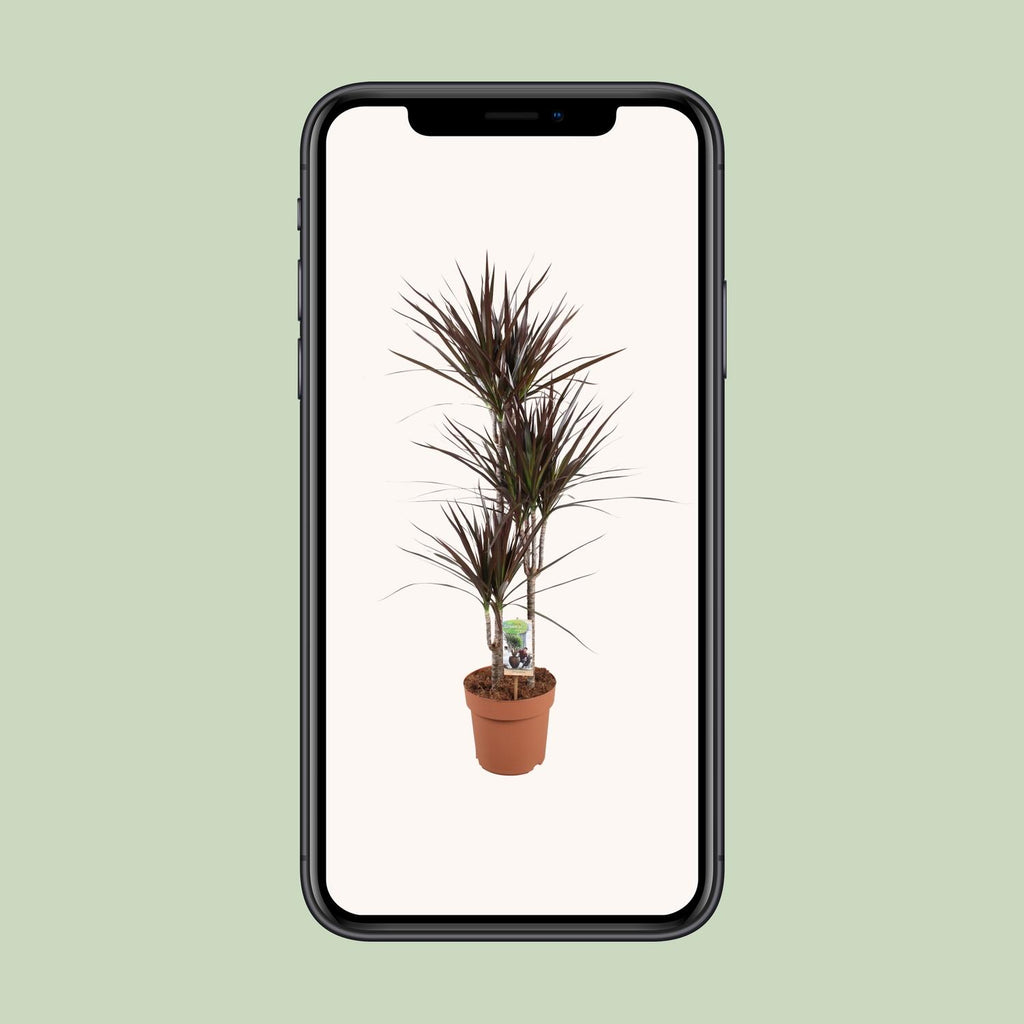 Dracaena Magenta (drakenboom) – Ø21 cm, 120 cm hoog