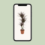 Dracaena Magenta (drakenboom) – Ø21 cm, 120 cm hoog