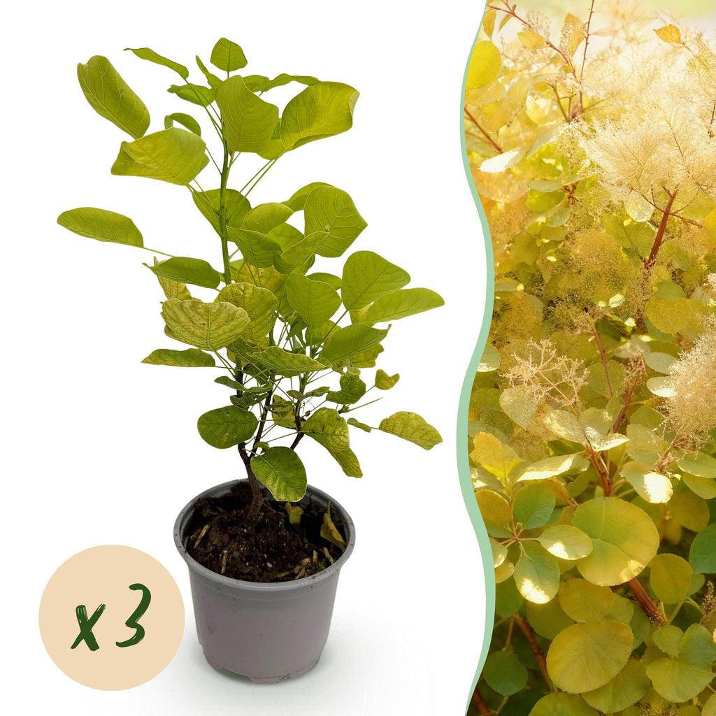 Cotinus coggyria 'Golden Spirit' (cotinus) – jaune – 3 plants, Ø12 cm, 35 cm de haut