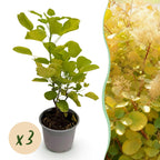 Cotinus coggyria 'Golden Spirit' (cotinus) – jaune – 3 plants, Ø12 cm, 35 cm de haut
