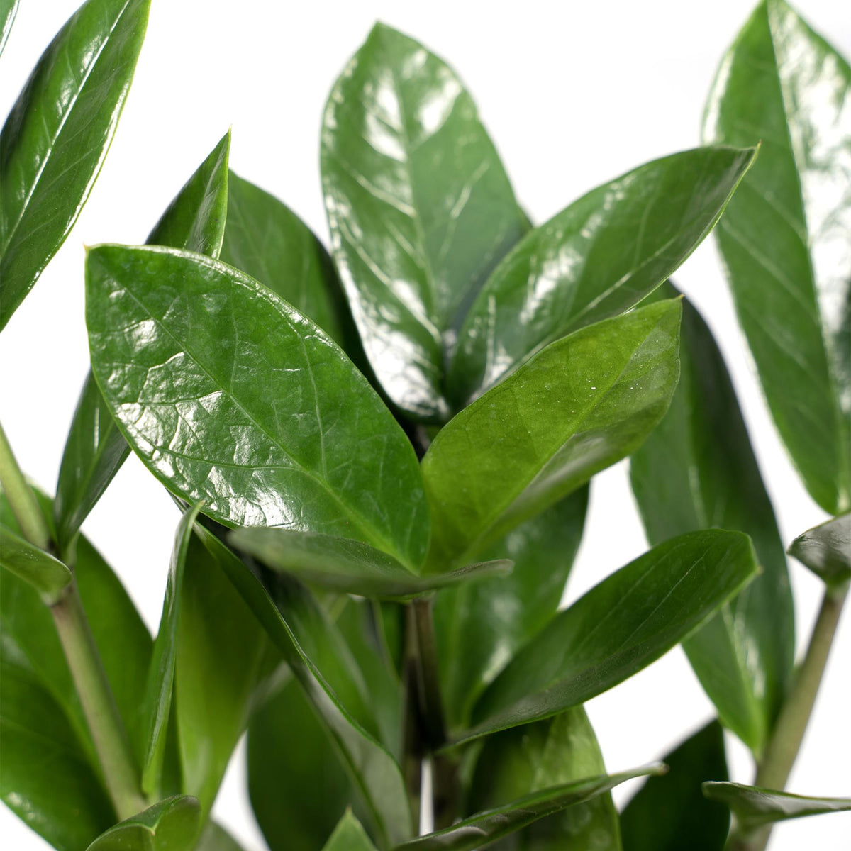 Zamioculcas (zz-plant) – Ø12 cm, 35 cm hoog