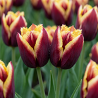 Tulp 'My Favourite Topping' – 15 bloembollen (bolmaat 11/12)