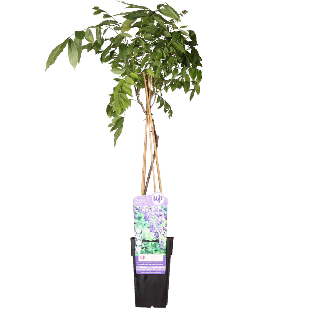 Wisteria sinensis 'Prolific' (Chinese wisteria) – Ø15 cm, 65 cm high