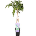 Wisteria sinensis 'Prolific' (Chinese wisteria) – Ø15 cm, 65 cm high