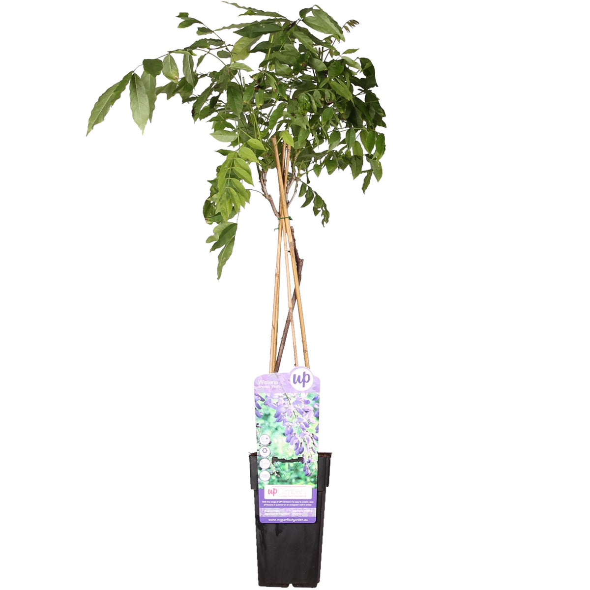 Wisteria sinensis 'Prolific' (Chinese wisteria) – Ø15 cm, 65 cm high