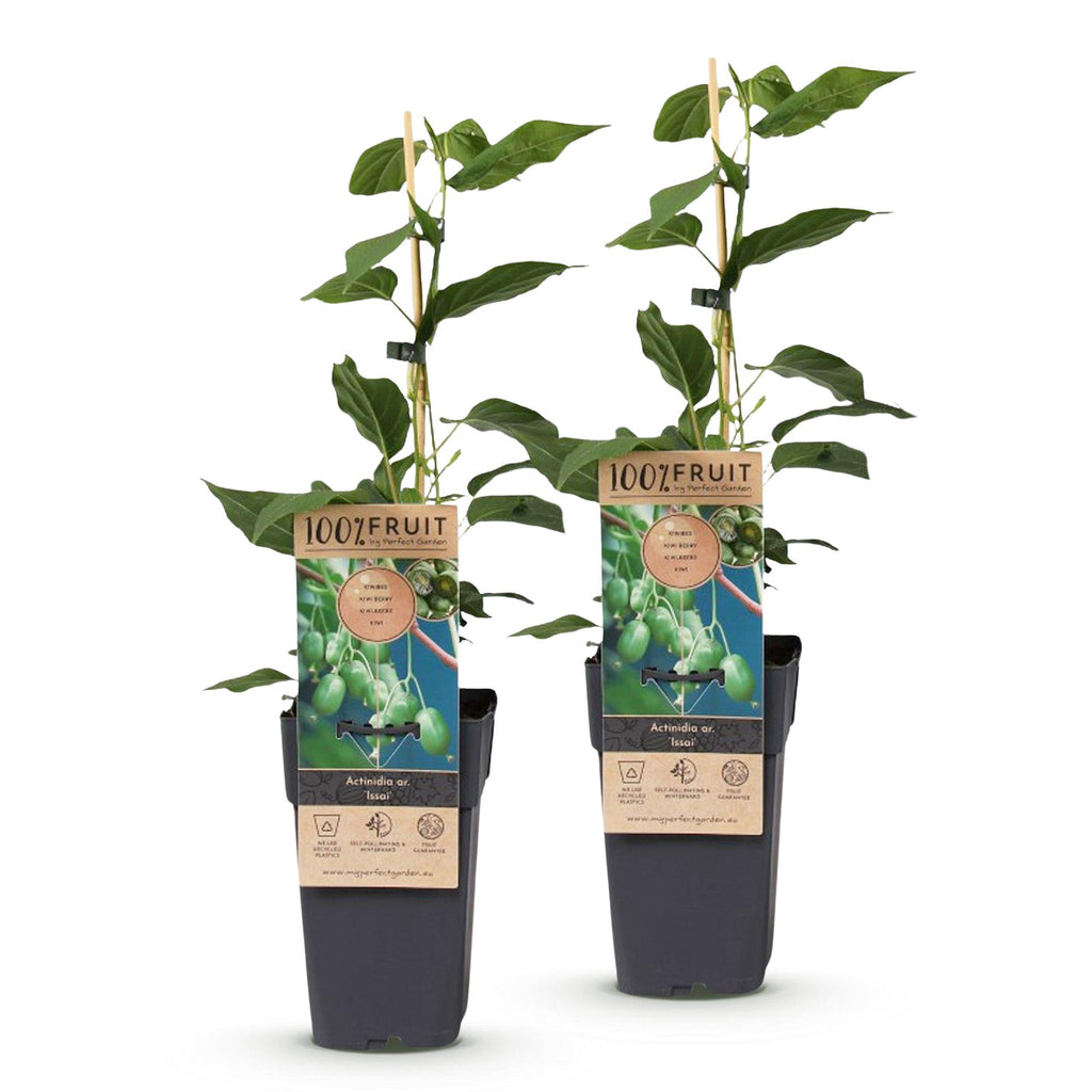 Actinidia arguta 'Issai' (kiwi) – 2 plants, Ø15 cm, 50 cm de haut – photo 2