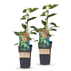 Actinidia arguta 'Issai' (kiwi) – 2 plants, Ø15 cm, 50 cm de haut