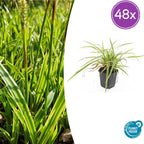 Carex morrowii 'Aureovariegata' (Segge) – 48 Pflanzen, Ø9 cm, 10–25 cm hoch