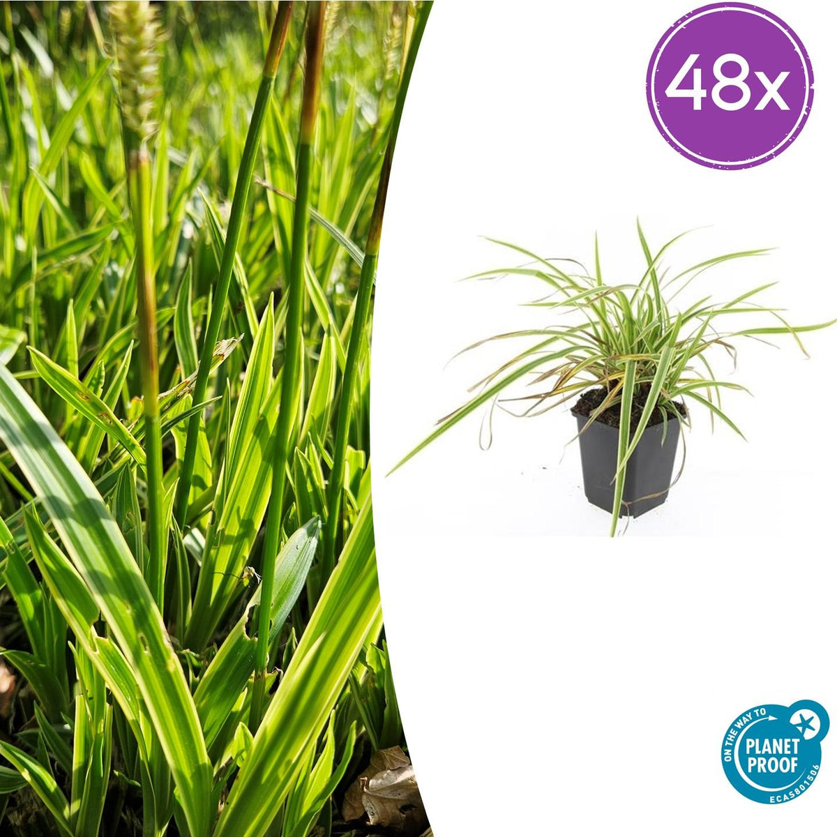 Carex morrowii 'Aureovariegata' (Segge) – 48 Pflanzen, Ø9 cm, 10–25 cm hoch – Bild 2