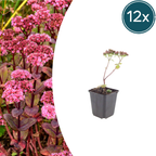 Sedum 'Matrona' (auritricole) – 12 plantes, Ø9 cm, 10–25 cm de haut