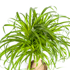 Beaucarnea recurvata Stam (elefantfod) – Ø21 cm, 60–80 cm høj
