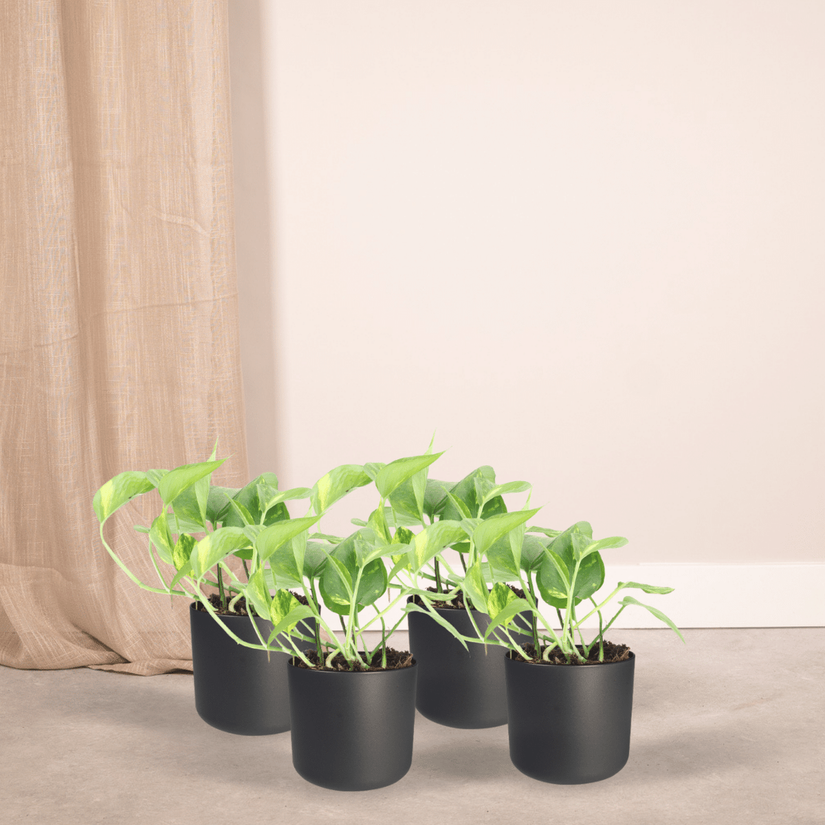 4× Scindapsus (Epipremnum) – Ø12 cm, 20 cm høj