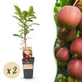 Actinidia deliciosa 'Ken,s Red' (kiwi) – 2 plantor, Ø15 cm, 50 cm höga