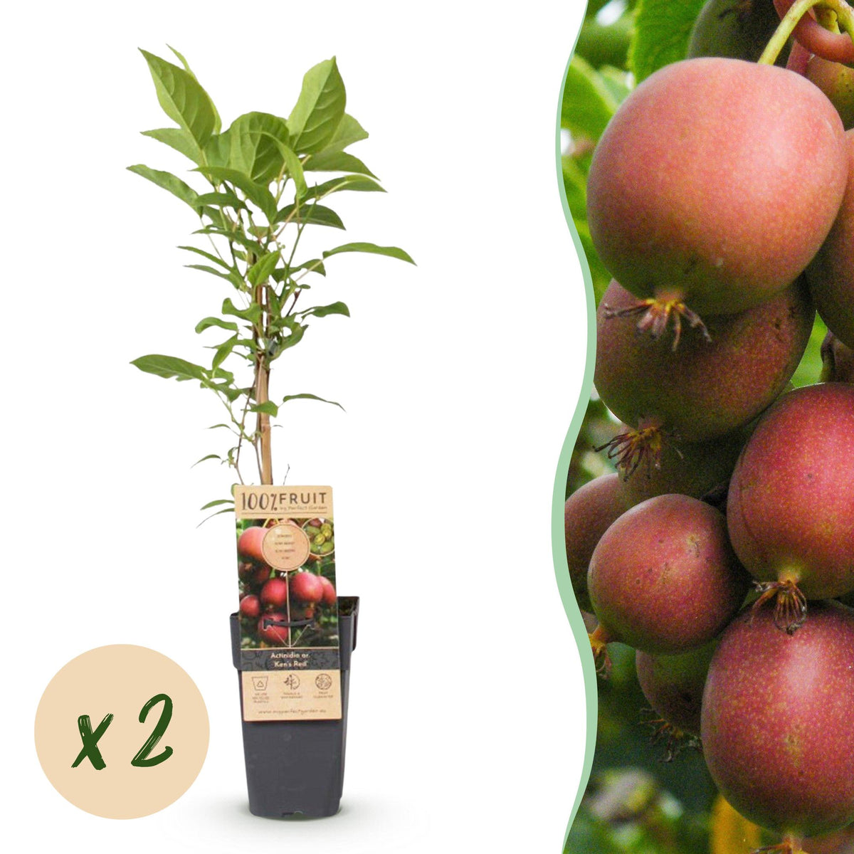 Actinidia deliciosa 'Ken,s Red' (kiwi plant) – 2 plants, Ø15 cm, 50 cm high