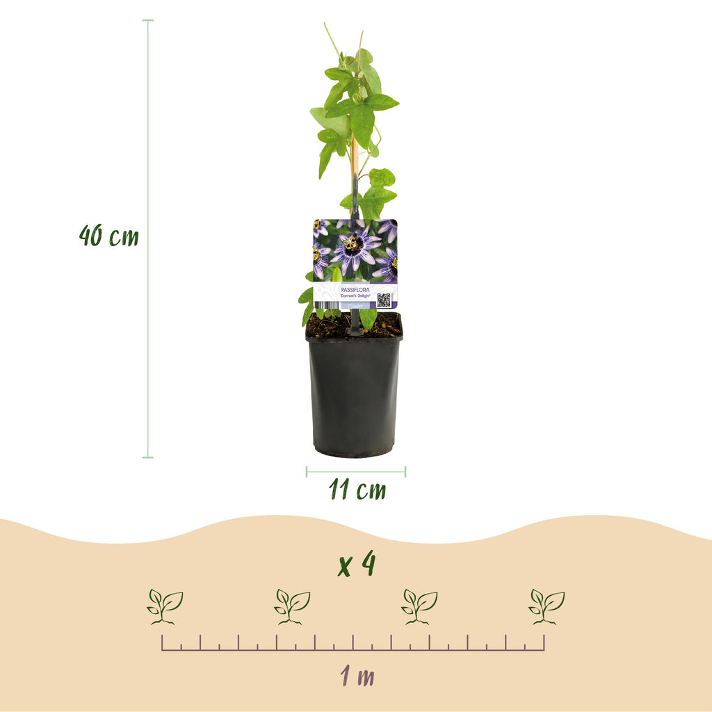 Passiflora 'Damsels Delight' (Passionsblume) – 2 Pflanzen, Ø 11 cm, 40 cm hoch – Bild 3