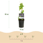 Passiflora 'Damsels Delight' (Passionsblume) – 2 Pflanzen, Ø 11 cm, 40 cm hoch