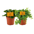 2× Peperomia Duo 1.0 – Ø11 cm, 15 cm hoog