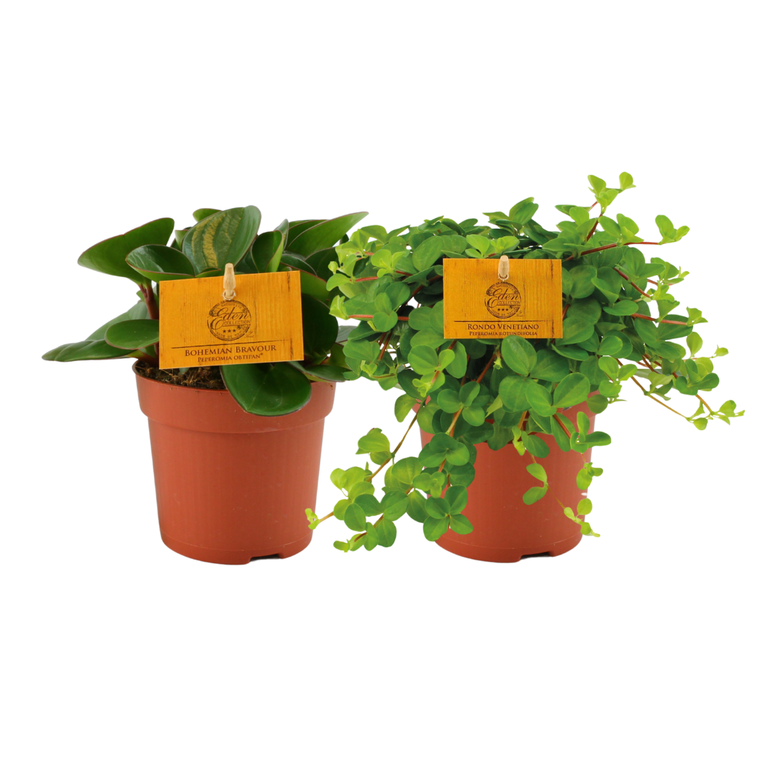 2× Peperomia Duo 1.0 – Ø11 cm, 15 cm hoog