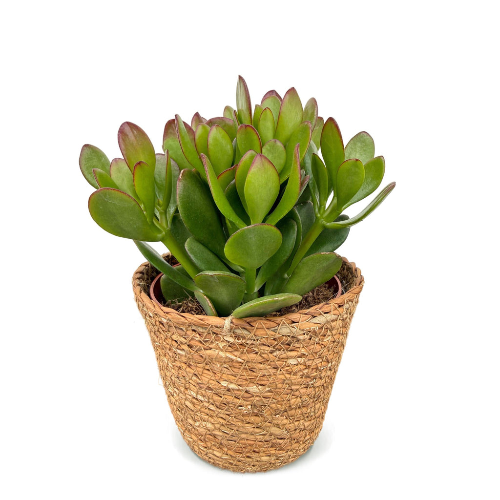 Crassula ovata (plante de jade) avec panier – Ø12 cm, 16 cm de haut